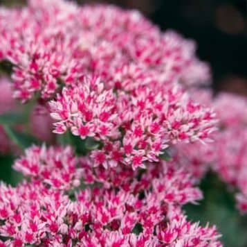 Descubre Sedum de Otoño: una hermosa suculenta con flores rojas intensas en el otoño