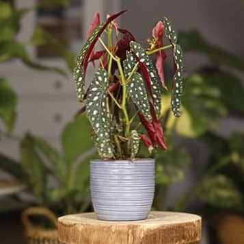 Cómo cultivar y disfrutar de la begonia maculata, una planta exótica y encantadora