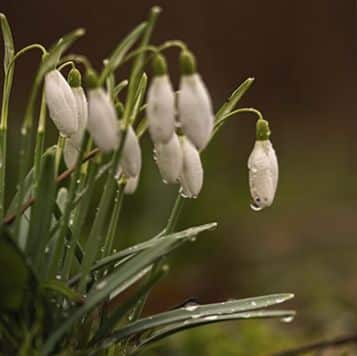 ¡Descubre cómo cultivar campanillas de invierno para disfrutar de sus flores en la temporada fría!