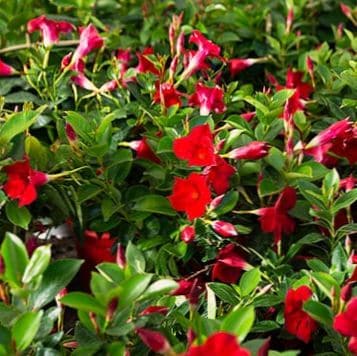 El guía definitivo de Dipladenia o Mandevilla: plantas trepadoras florales para jardines y entornos interiores