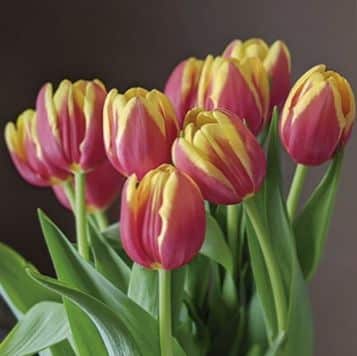 Secretos para cultivar tulipanes, la maravillosa planta de floración impresionante